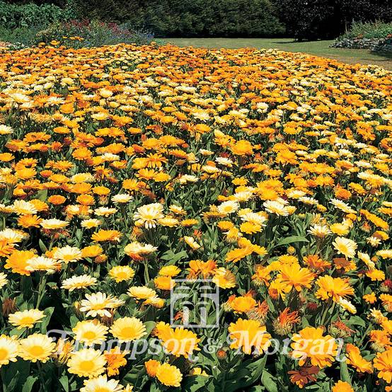Promesse de Fleurs - Graines de Calendula officinalis Citrus Cocktail - Souci des Jardins nain le sachet de 100 graines environ (1g)