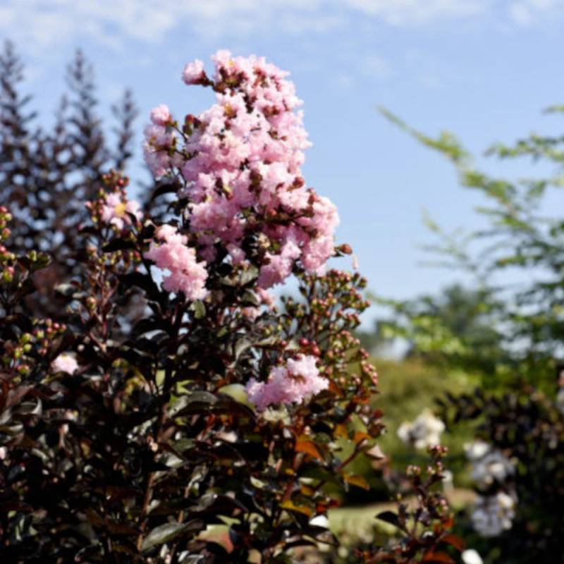 Lilas des indes Moonlight Magic® 'PIILAG-IV', Lagerstroemia à fleurs Rose - feuillage Caduc - Pot de 7 L - 1/4 tige- hauteur à maturité De 2,50 m à 3 - Image 2