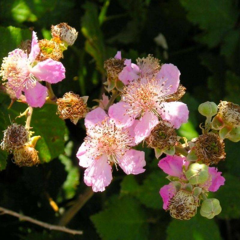 Ronce commune sans épine (Rubus fruticosus inermis) - Godet - Taille 13/25cm - Pépinières Naudet