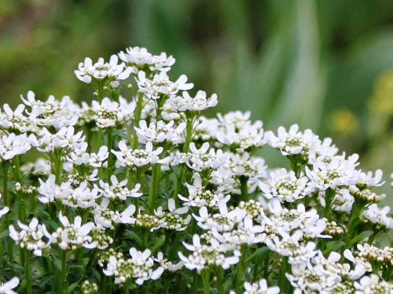 Iberis sempervirens Weisser Zwerg - Corbeille d'argent Godet de 8/9 cm