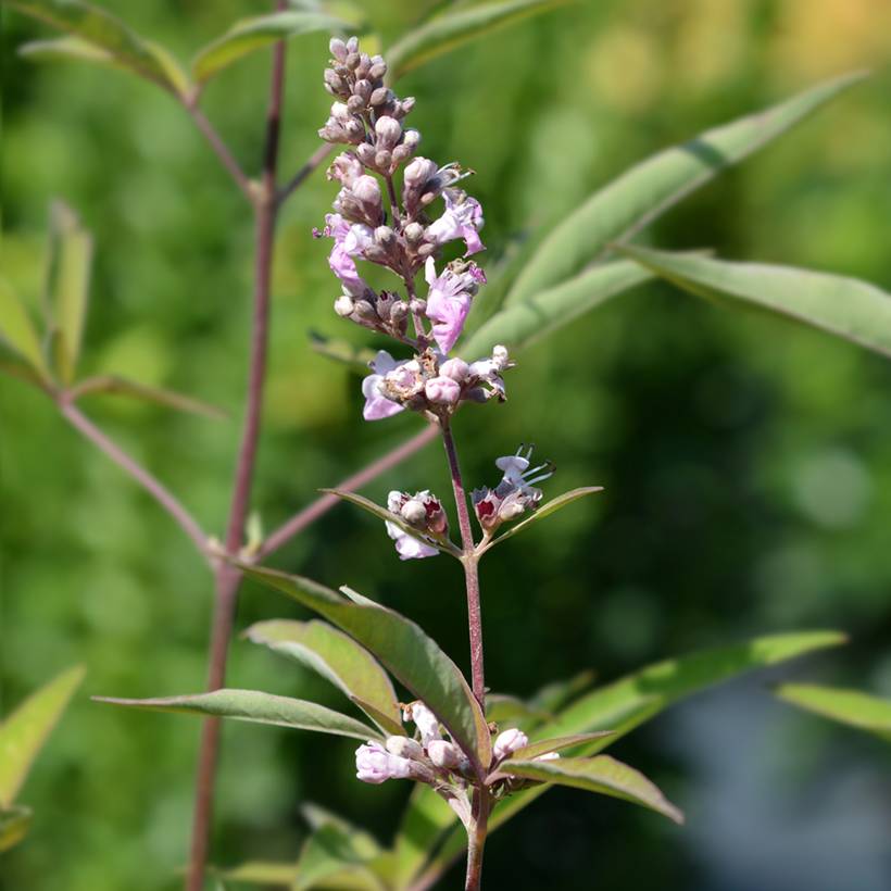 Promesse de Fleurs - Vitex agnus-castus Pink Pinnacle Pot de 3L/4L