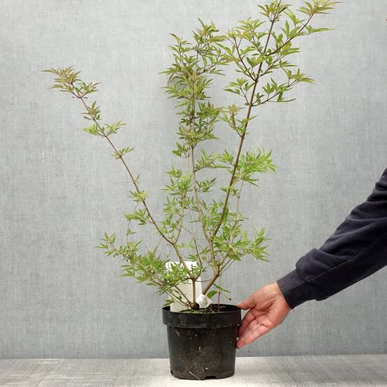 Promesse de Fleurs - Vitex agnus-castus Pink Pinnacle Pot de 3L/4L - Image 2
