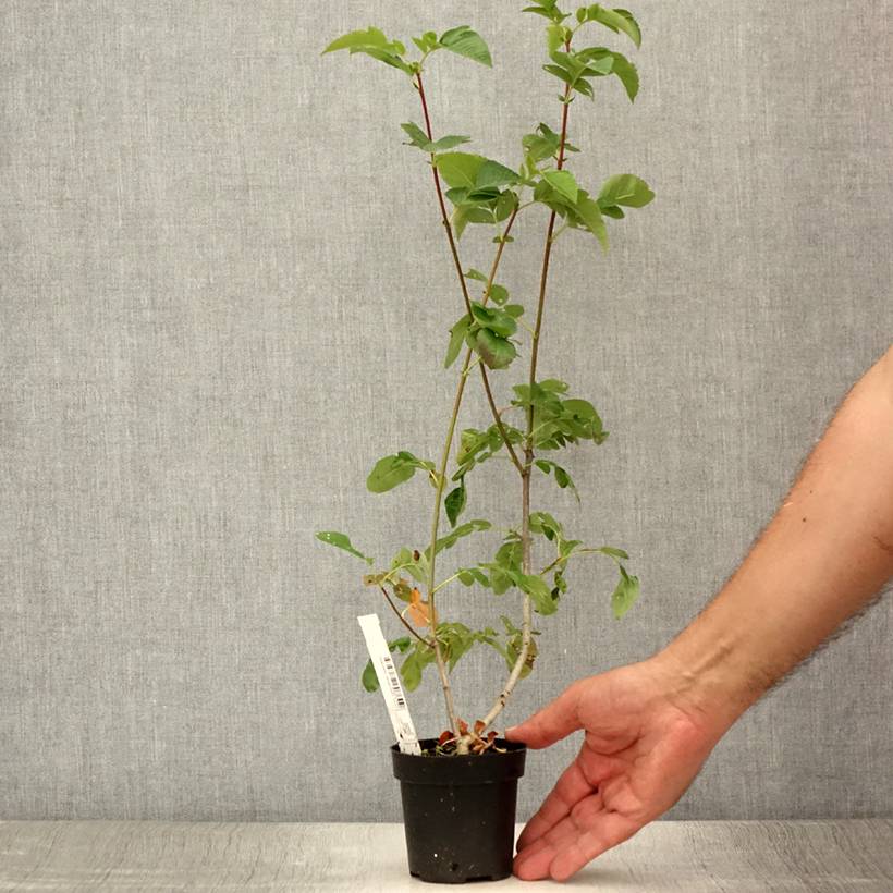 Promesse de Fleurs - Sorbier hybride - Sorbus Burka Godet de 8/9 cm - Image 2