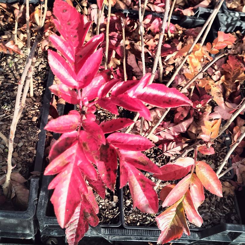 Promesse de Fleurs - Sorbier hybride - Sorbus Burka Godet de 8/9 cm - Image 1