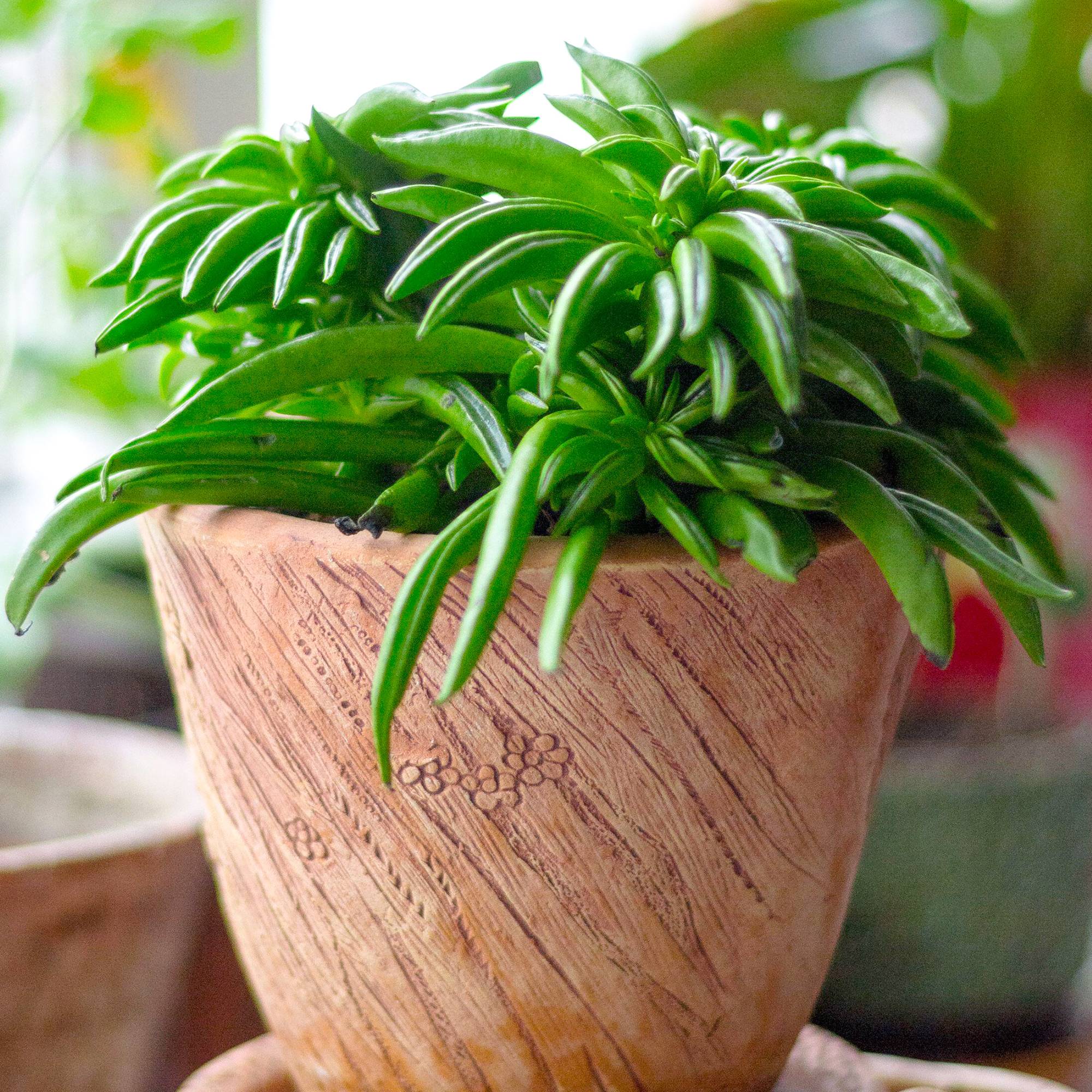 Gardenersdream - Peperomia Happy Bean Iplante D'Intérieur| Plantes Premium | 15-25 Cm En Pot - GardenersDream - Imagen 1