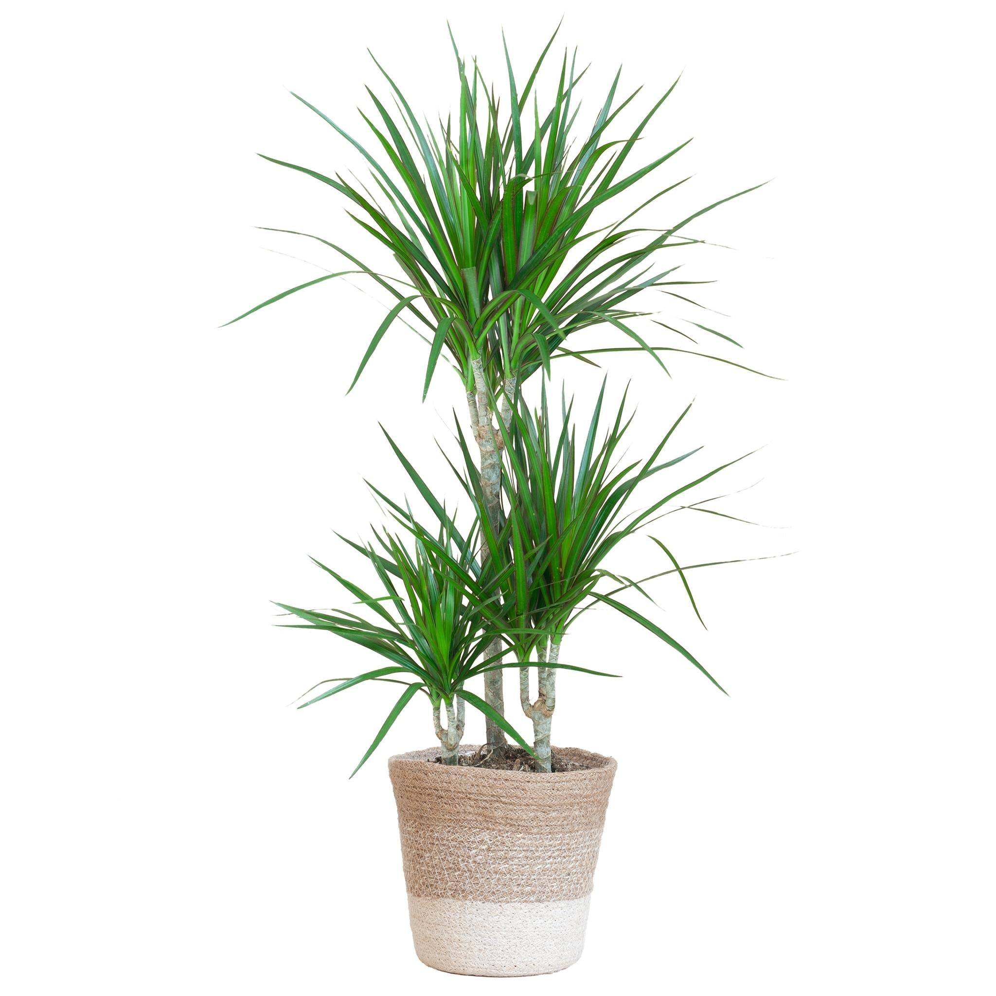 La Green Touch - Dracaena Marginata et son pot- La Green Touch Panier Blanc - Hauteur 95cm