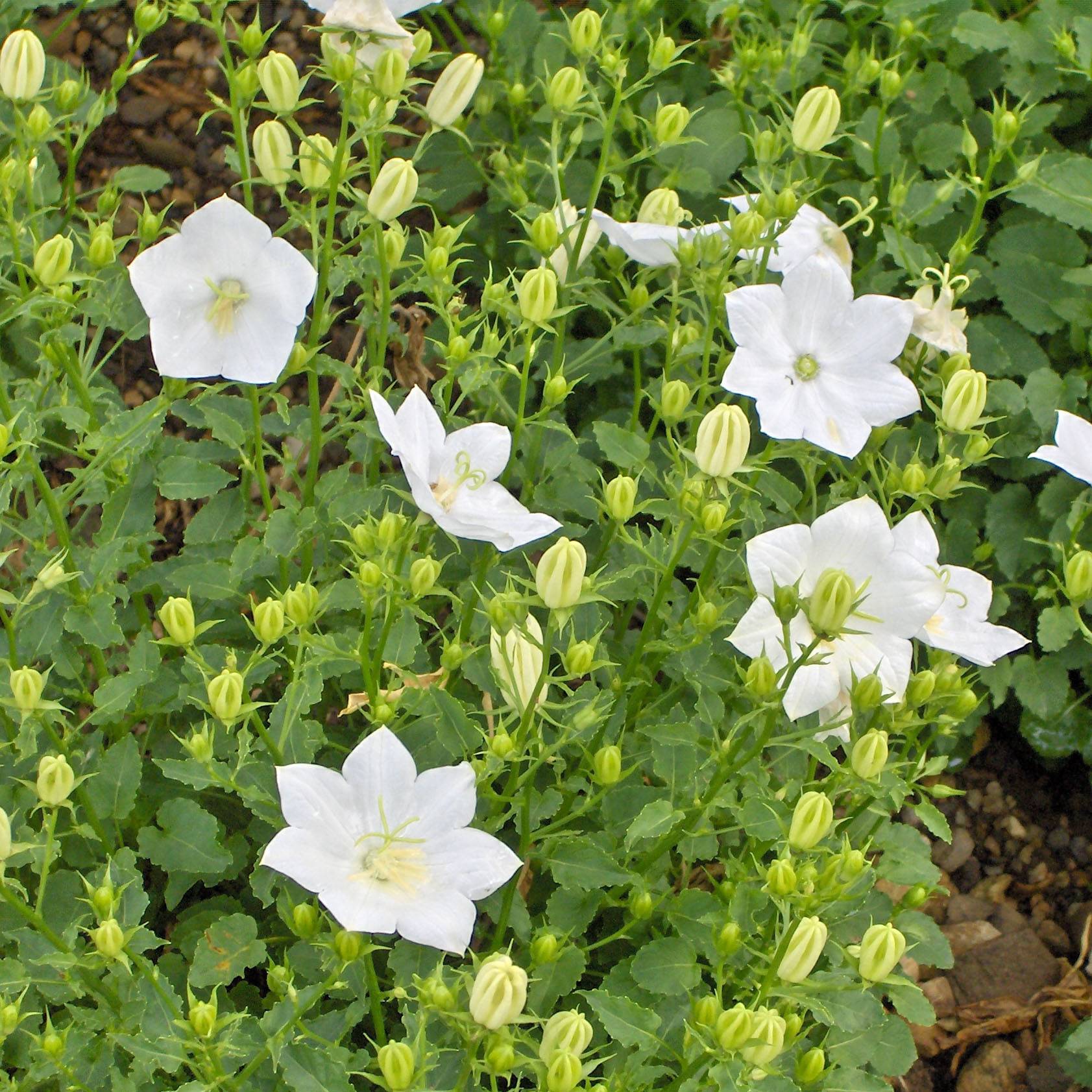 Promesse de Fleurs - Campanule carpatica Alba - Campanule des Carpates Godet de 8/9 cm