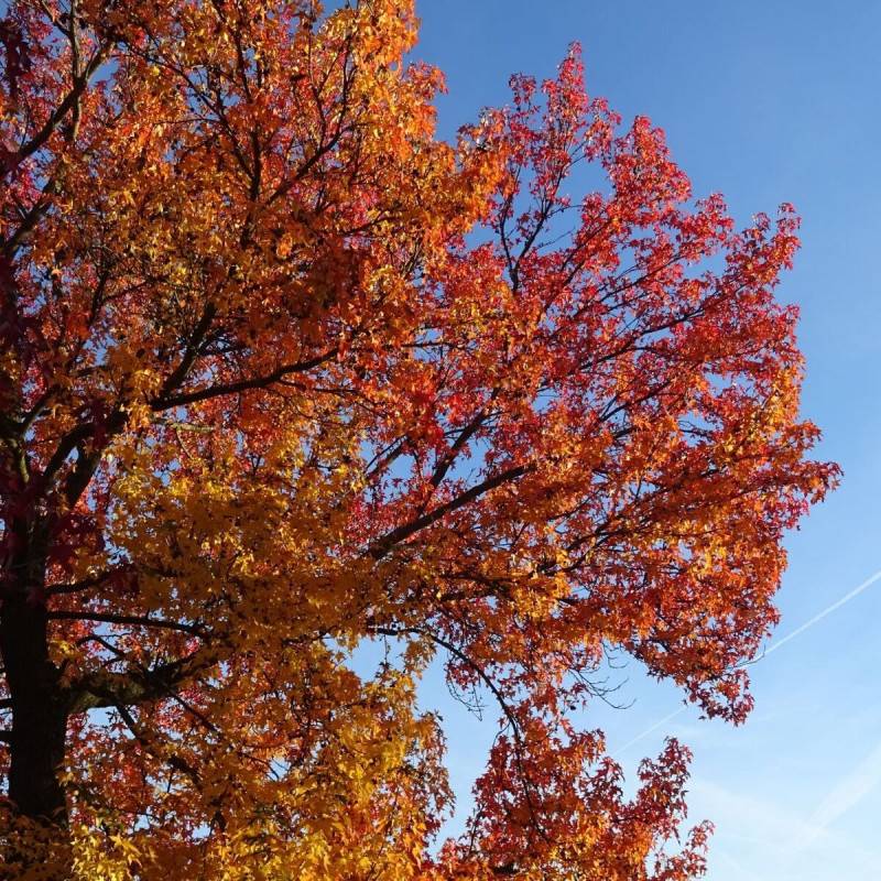 Copalme d'Amérique Worplesdon, Liquidambar - Pot de 10L - 125/150 cm - Imagen 6