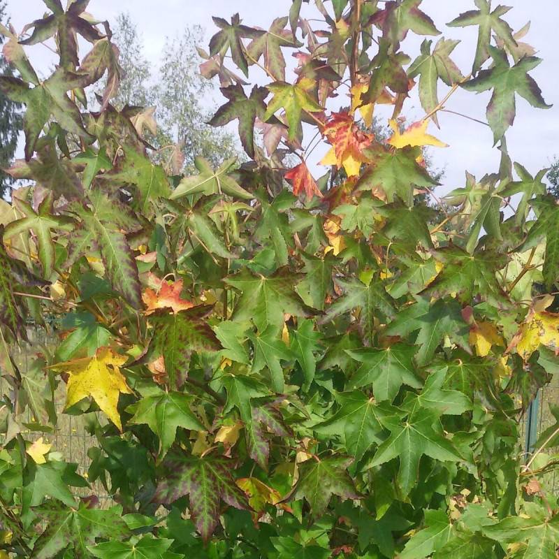 Copalme d'Amérique Worplesdon, Liquidambar - Pot de 10L - 125/150 cm - Imagen 4