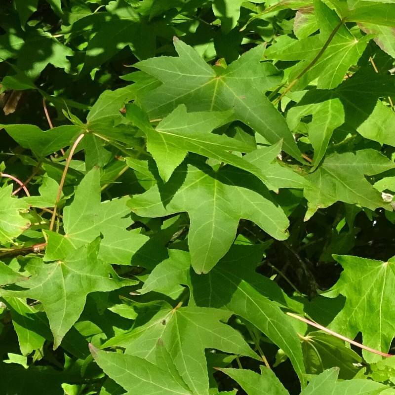 Copalme d'Amérique Worplesdon, Liquidambar - Pot de 10L - 125/150 cm - Imagen 5
