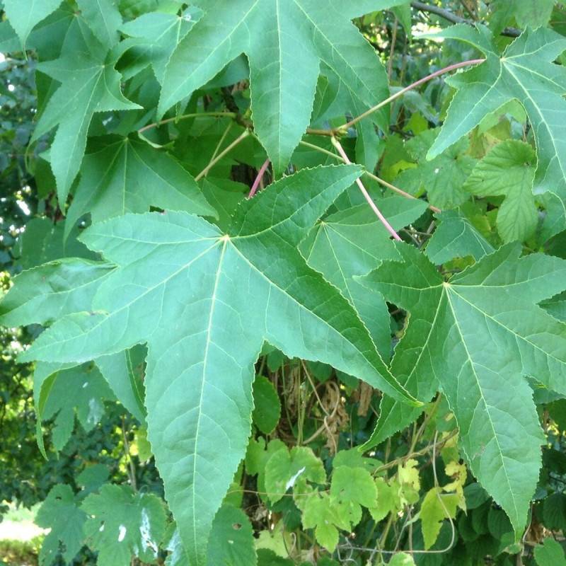 Copalme d'Amérique Worplesdon, Liquidambar - Pot de 10L - 125/150 cm - Imagen 2