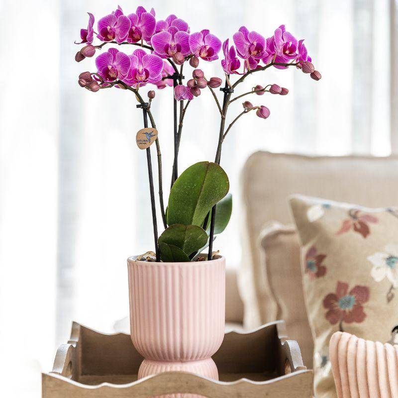 La Green Touch - Set d'Orchidées Phalaenopsis Roses en Pots Roses sur Plateau Blanc- La Green Touch - Image 3
