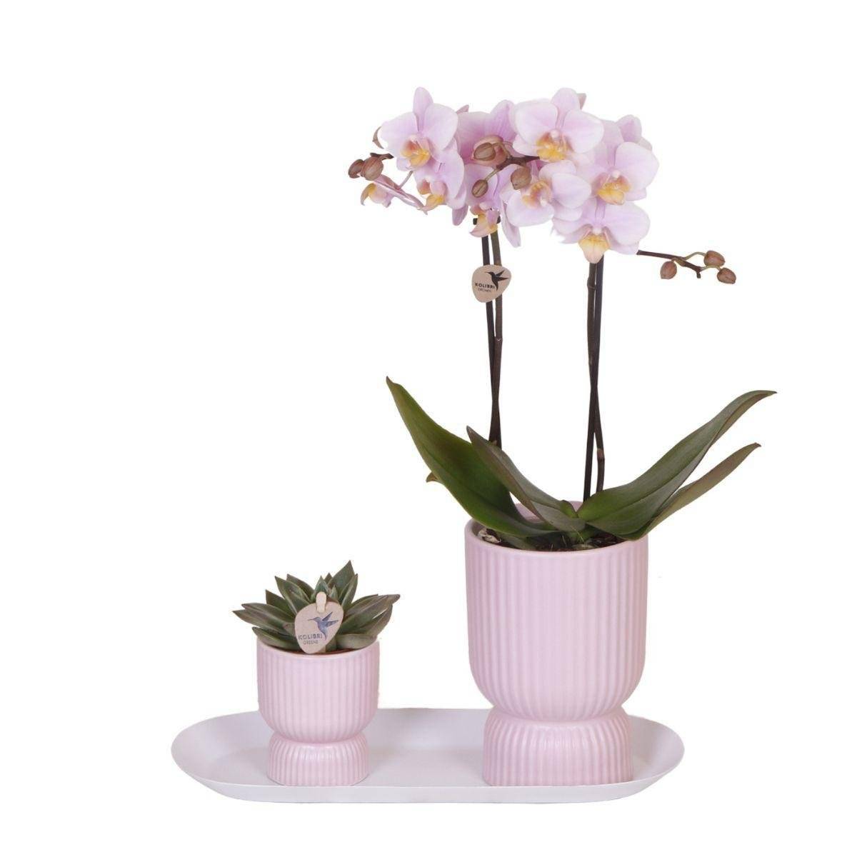 La Green Touch - Set d'Orchidées Phalaenopsis Roses en Pots Roses sur Plateau Blanc- La Green Touch - Image 1