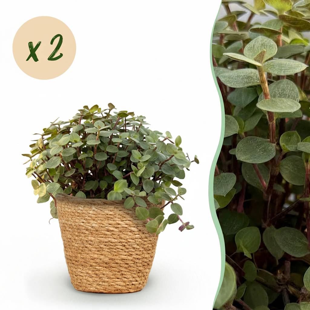 Calissia Repens - D12 H20cm