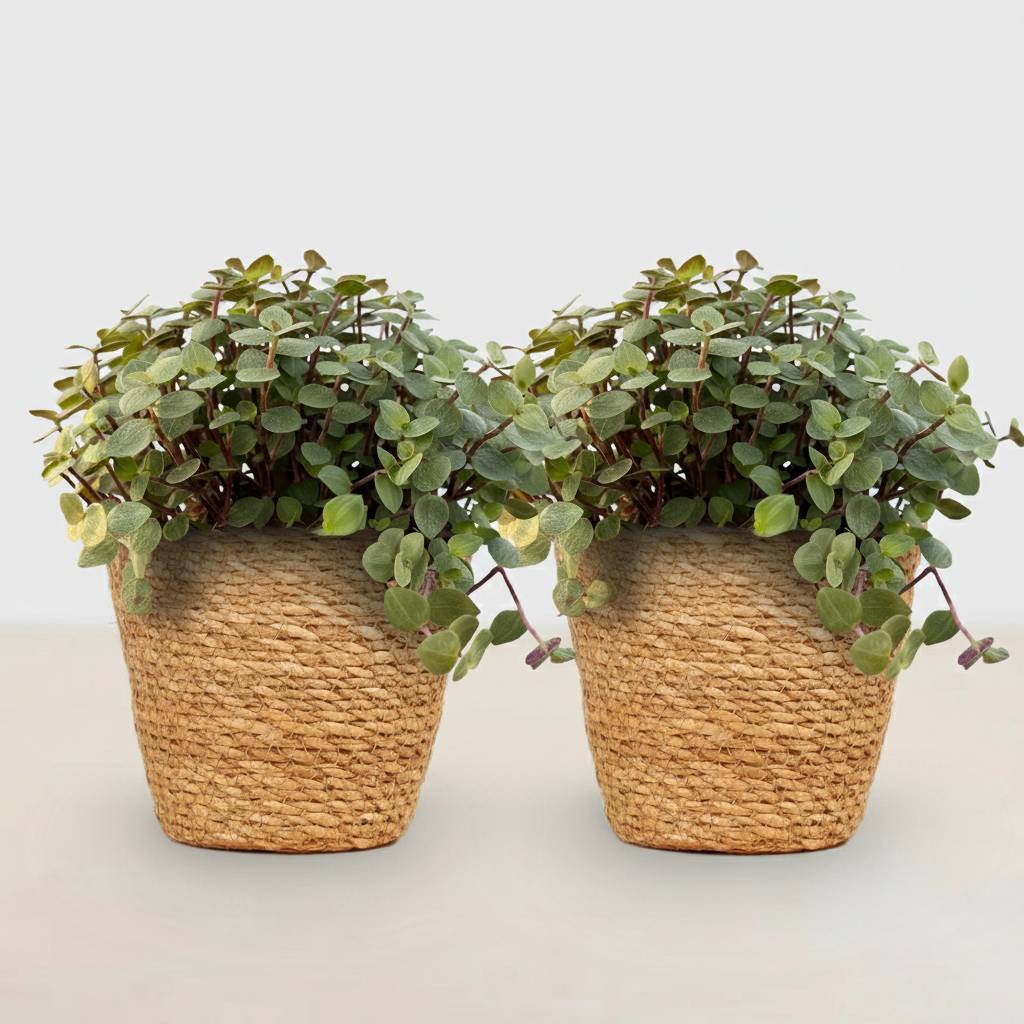 La Green Touch - Calissia Repens - D12 H20cm - Image 2