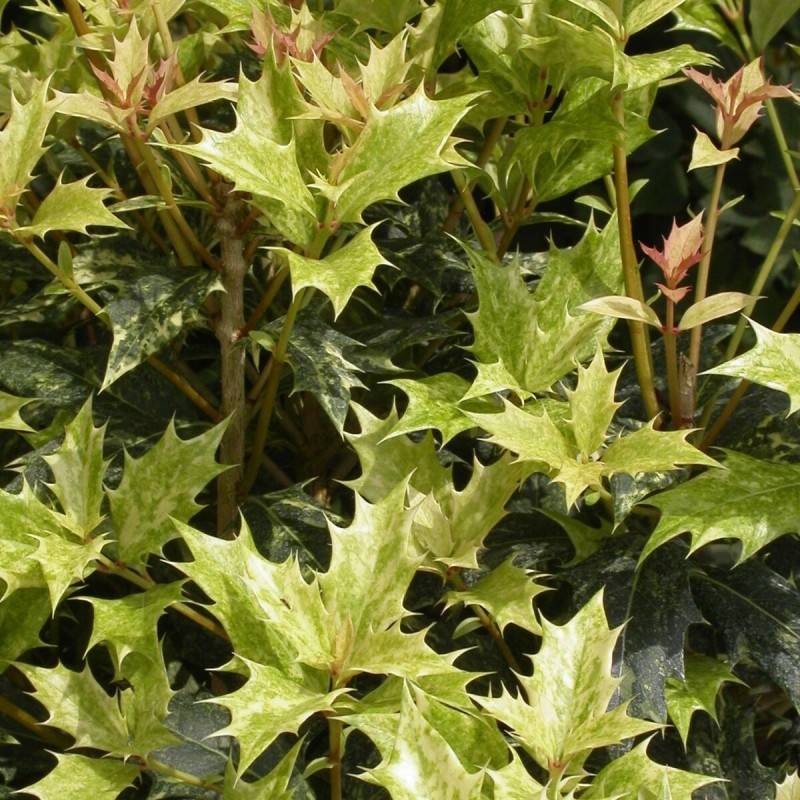 Osmanthe Goshiki, Osmanthus à fleurs Blanche - feuillage Persistant - Pot de 3L - 20/40 cm- hauteur à maturité De 2,50 m à 3,00 m - Image 3
