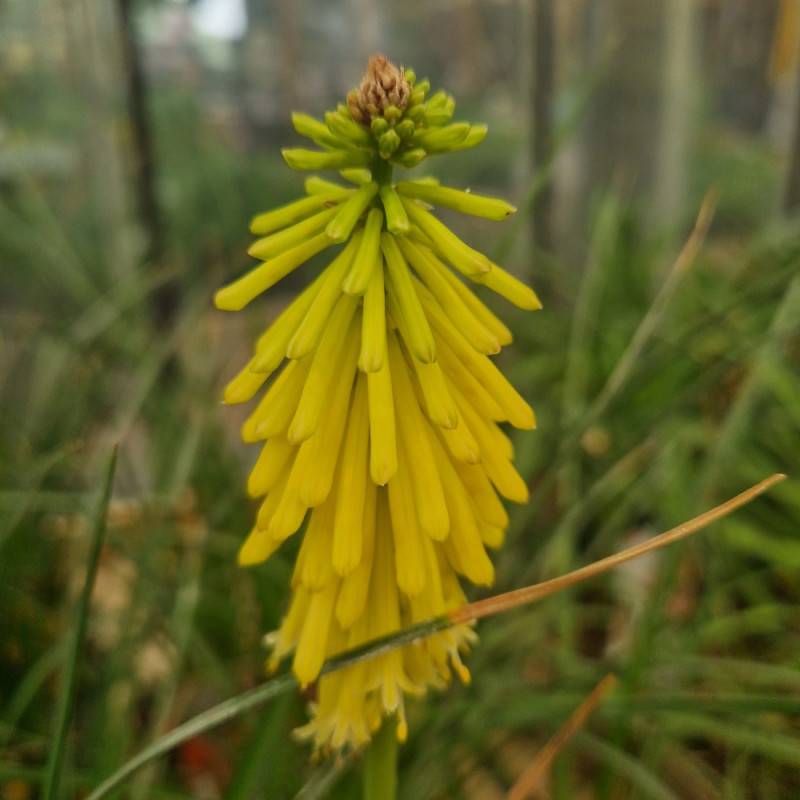 Kniphofia, Tison de Satan Lemon Popsicle® à fleurs Jaune/ - feuillage Caduc - Godet - 5/20 cm - Imagen 7