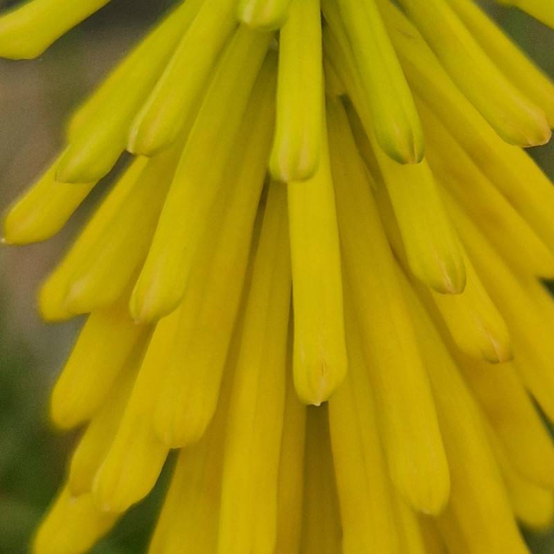 Kniphofia, Tison de Satan Lemon Popsicle® à fleurs Jaune/ - feuillage Caduc - Godet - 5/20 cm - Imagen 6