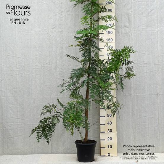 Promesse de Fleurs - Grevillea robusta - Grévillier Pot de 7,5L/10L - Image 2
