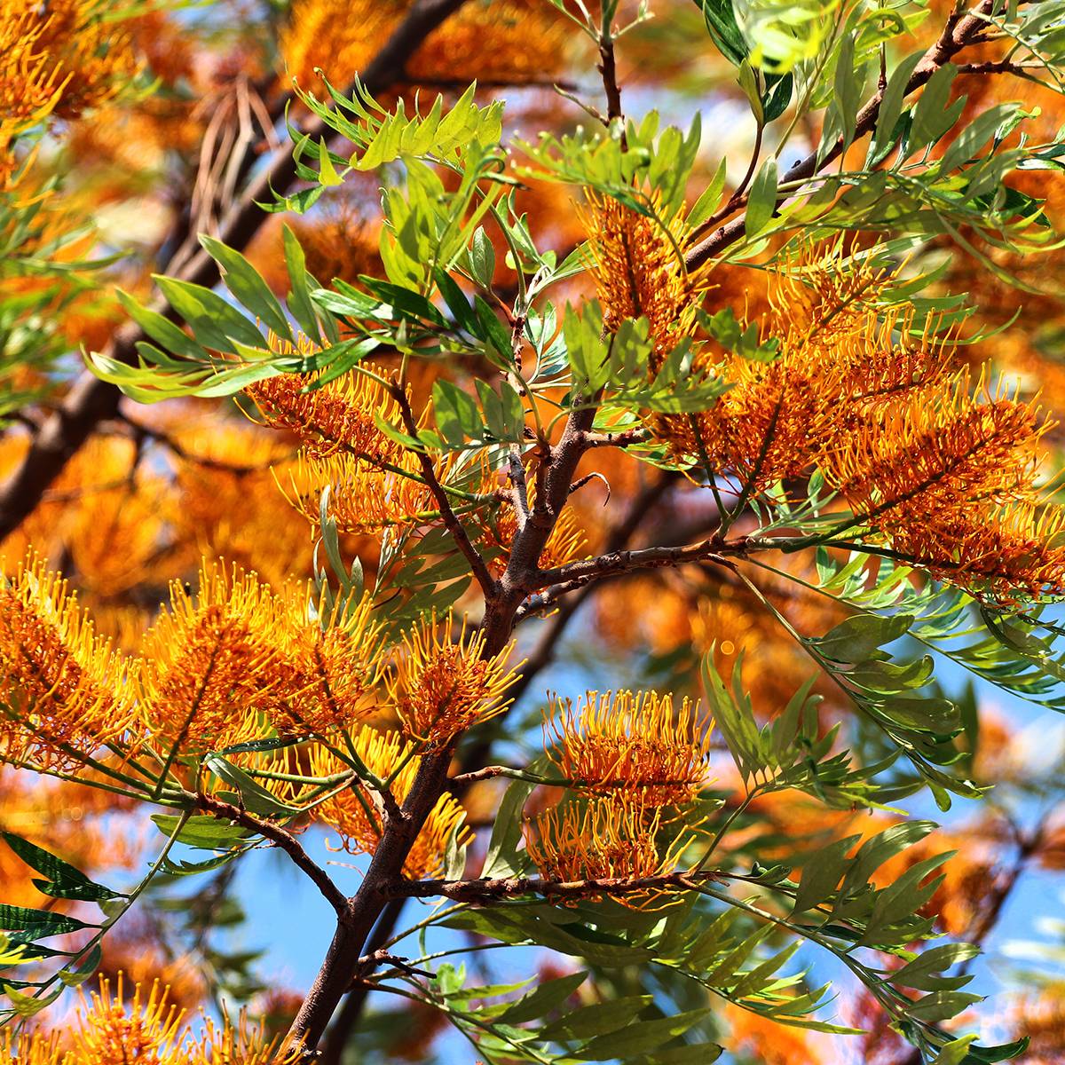 Promesse de Fleurs - Grevillea robusta - Grévillier Pot de 7,5L/10L