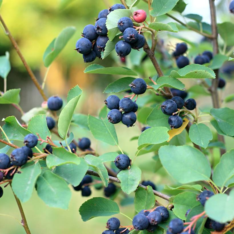 Promesse de Fleurs - Amelanchier Smoky Pot de 2L/3L
