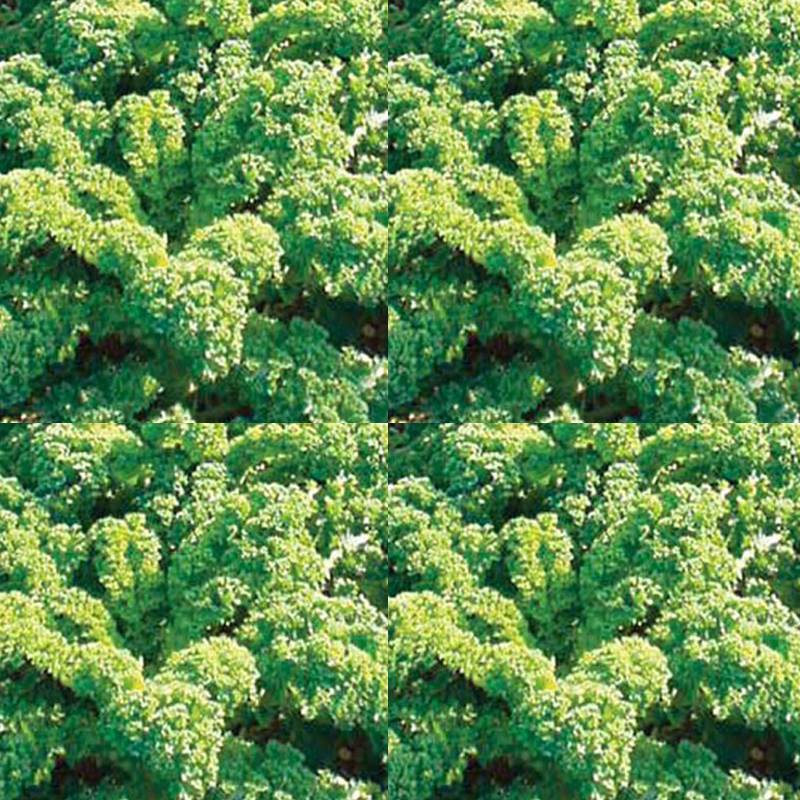 Chou Frisé Halbhoher Vert demi-nain le sachet de 500 graines environ (2g)
