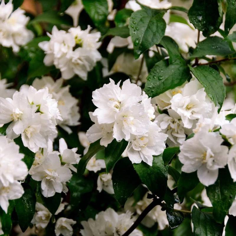 Seringat des jardins Mrs El Robinson, Philadelphus à fleurs Blanche/ - feuillage Caduc - Pot de 3L - 60/80 cm - Image 2