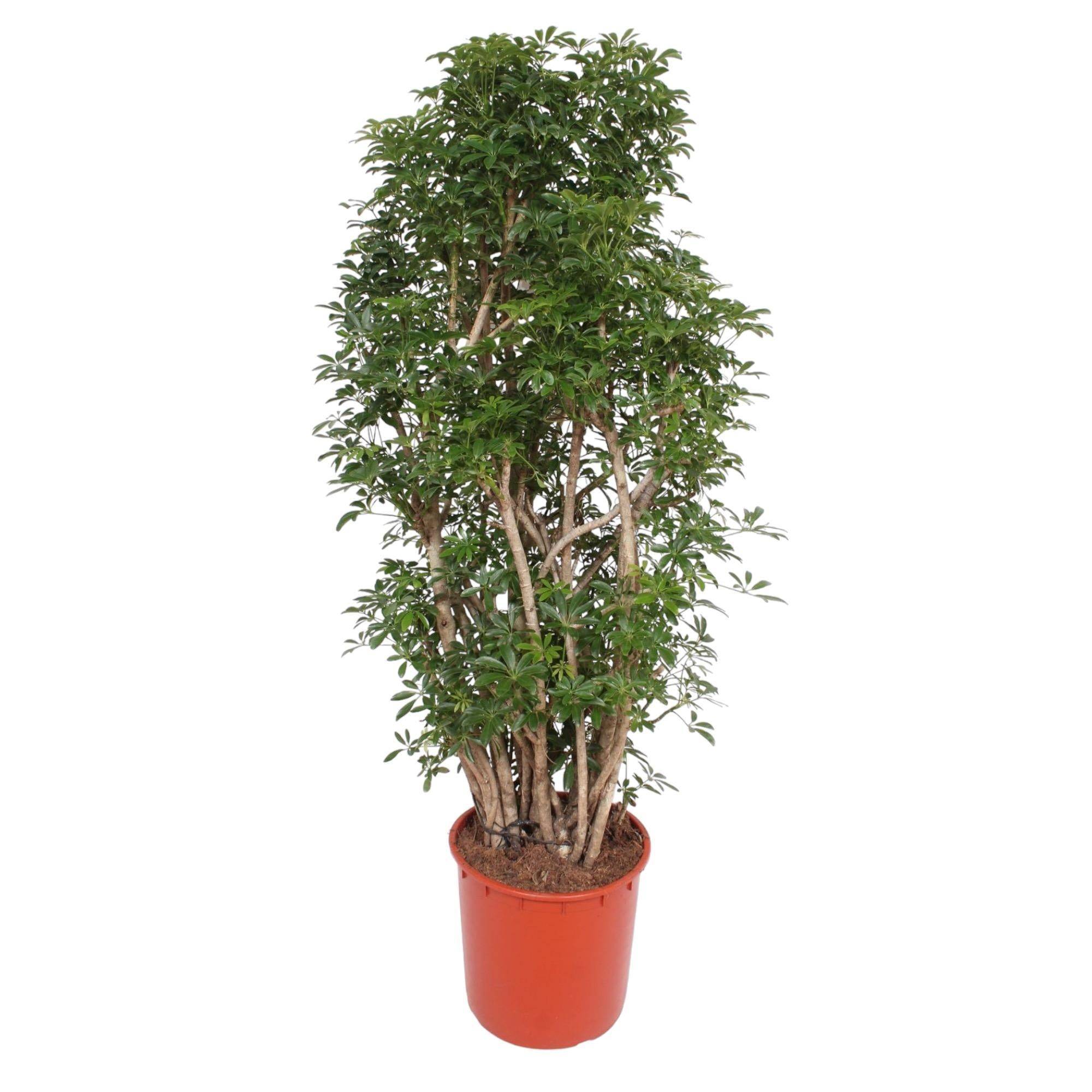 La Green Touch - Scheflera Luseana 160cm - Plante d'intérieur- La Green Touch
