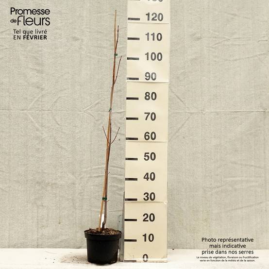 Acer saccharinum Pyramidale - Érable argenté Pot de 3L/4L - Image 1