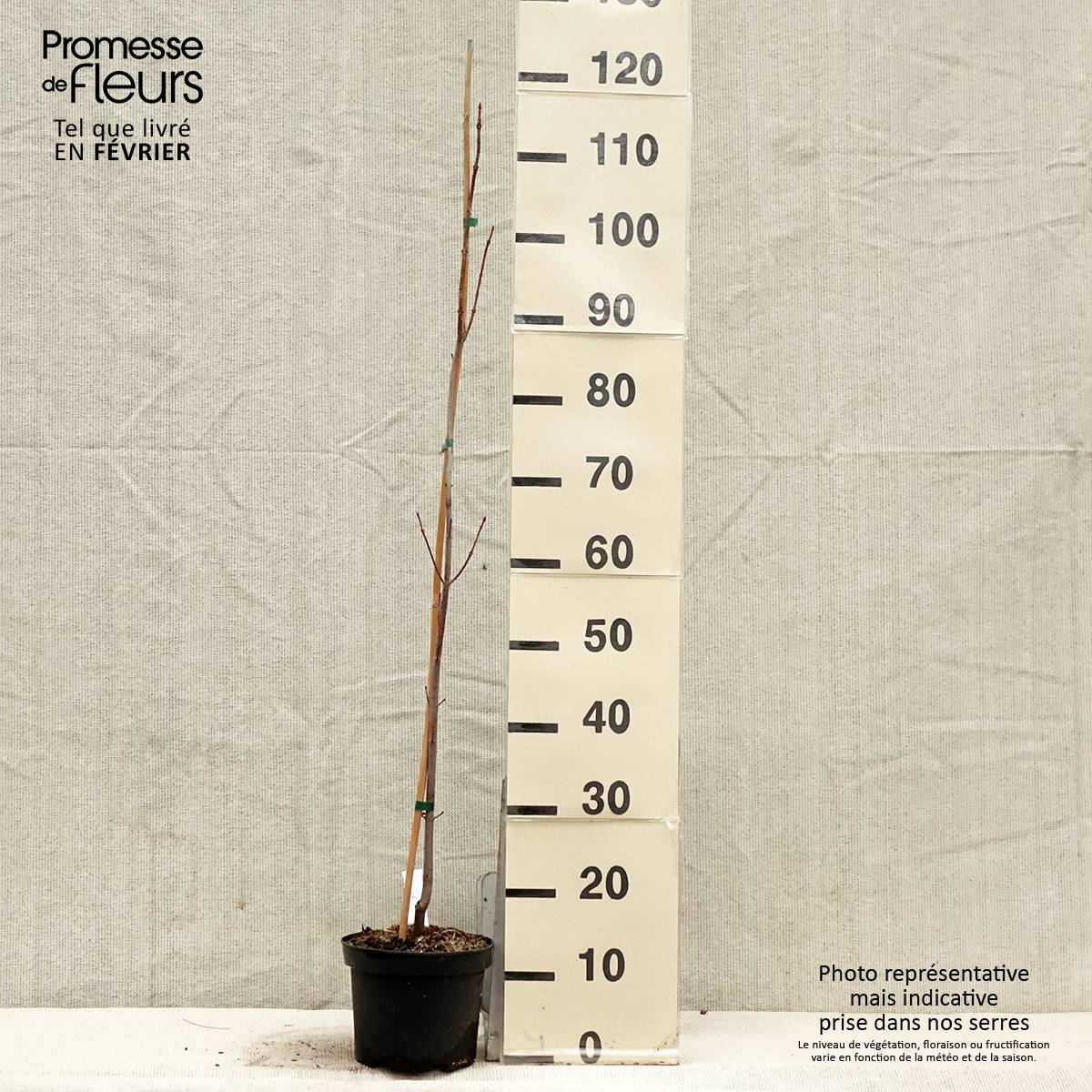Acer saccharinum Pyramidale - Érable argenté Pot de 3L/4L - Imagen 1