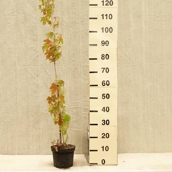 Acer saccharinum Pyramidale - Érable argenté Pot de 3L/4L - Image 2