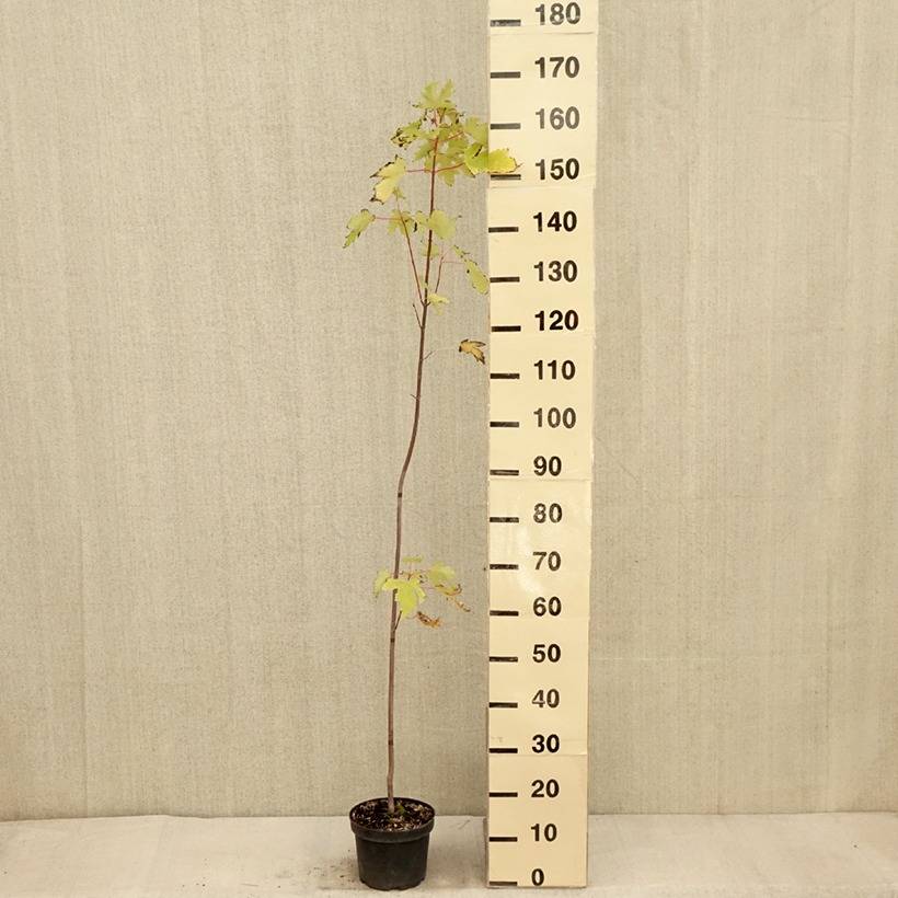 Acer saccharinum Pyramidale - Érable argenté Pot de 3L/4L - Imagen 3