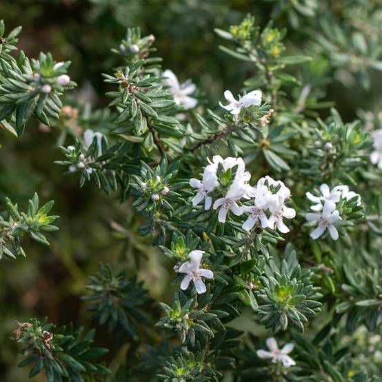 Promesse de Fleurs - Westringia fruticosa Mundi - Romarin d'Australie Pot de 3L/4L - Image 1