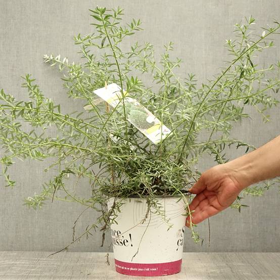 Promesse de Fleurs - Westringia fruticosa Mundi - Romarin d'Australie Pot de 3L/4L - Image 2