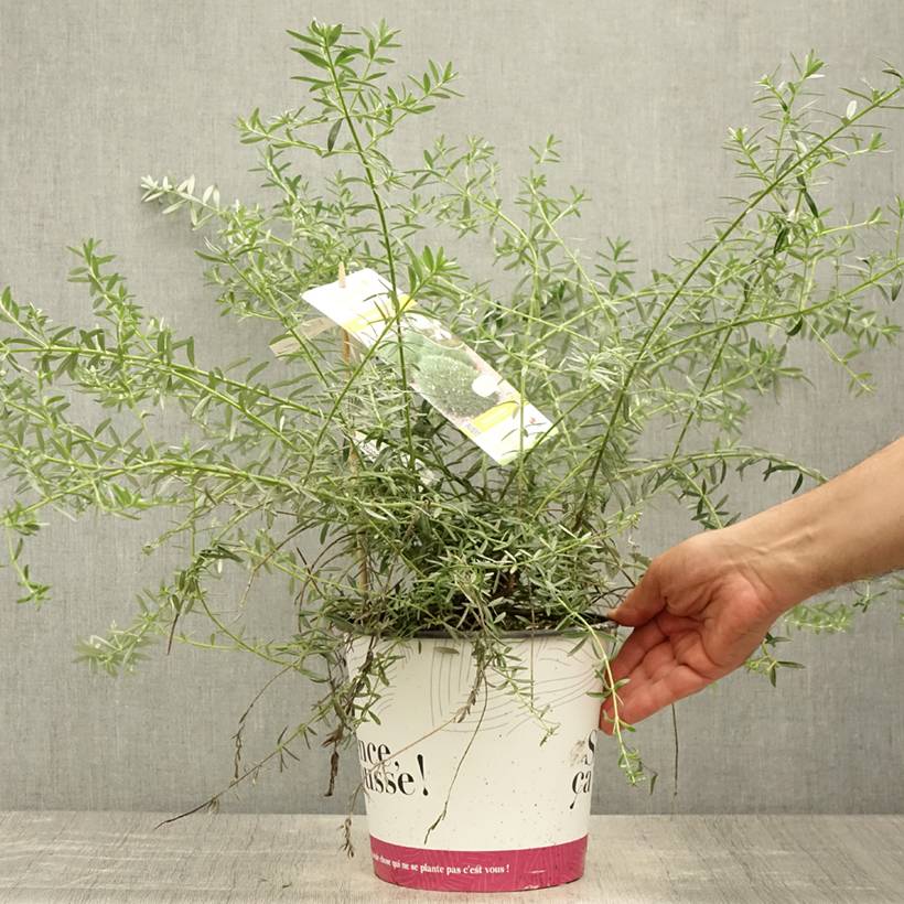 Promesse de Fleurs - Westringia fruticosa Mundi - Romarin d'Australie Pot de 3L/4L - Image 2