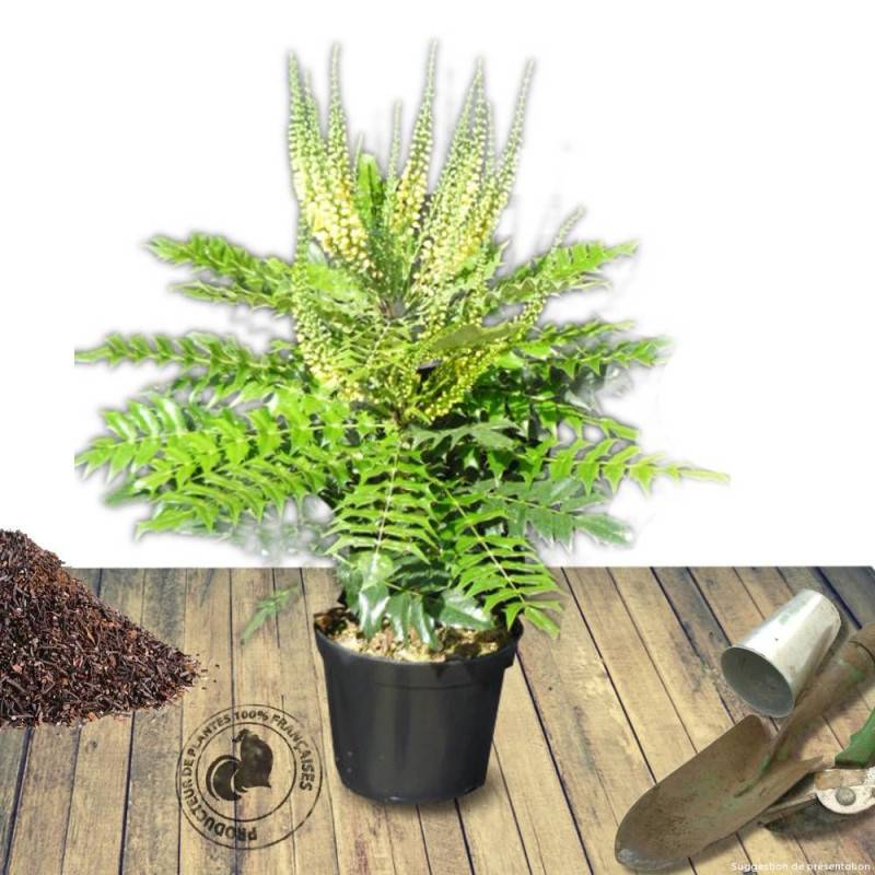 Mahonia Charity à fleurs Jaune - feuillage Persistant - Pot de 3L - 20/40 cm-  hauteur à maturité De 1,50 m à 2,00 m - Imagen 8