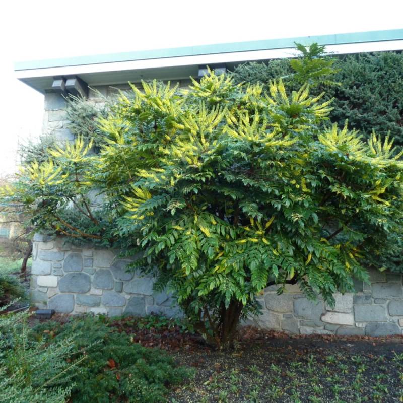 Mahonia Charity à fleurs Jaune - feuillage Persistant - Pot de 3L - 20/40 cm-  hauteur à maturité De 1,50 m à 2,00 m - Imagen 9