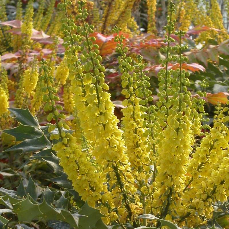 Mahonia Charity à fleurs Jaune - feuillage Persistant - Pot de 3L - 20/40 cm-  hauteur à maturité De 1,50 m à 2,00 m - Imagen 5