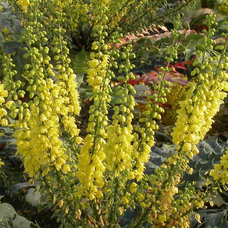 Mahonia Charity à fleurs Jaune - feuillage Persistant - Pot de 3L - 20/40 cm-  hauteur à maturité De 1,50 m à 2,00 m - Imagen 1
