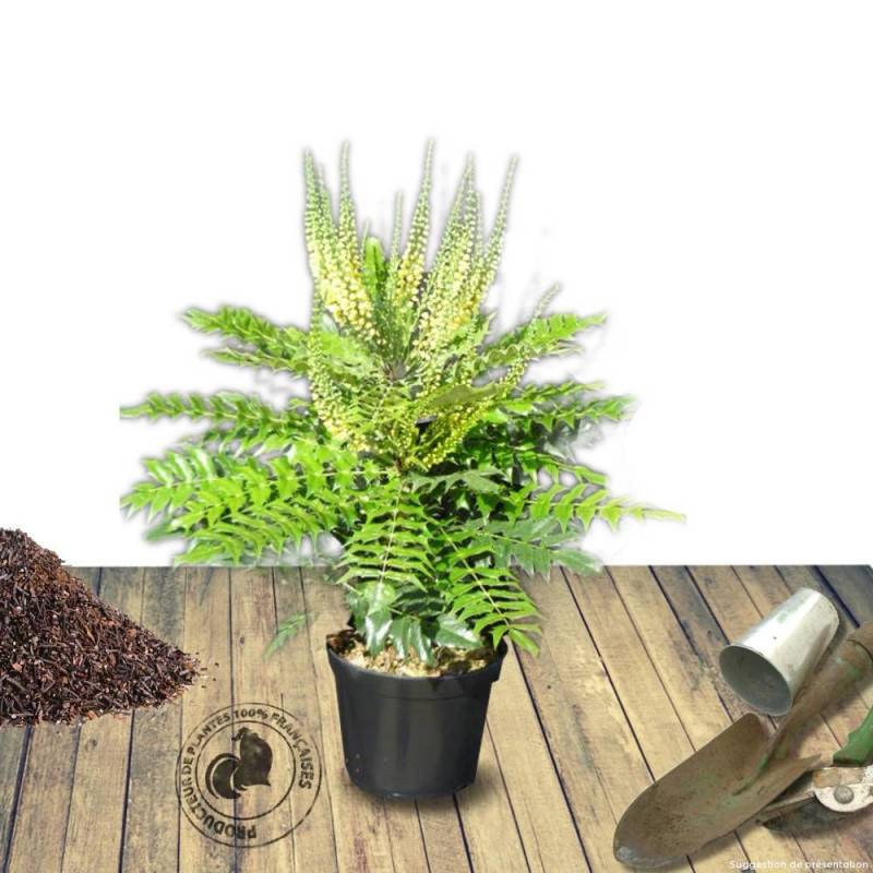 Mahonia Charity à fleurs Jaune - feuillage Persistant - Pot de 3L - 20/40 cm-  hauteur à maturité De 1,50 m à 2,00 m - Imagen 7