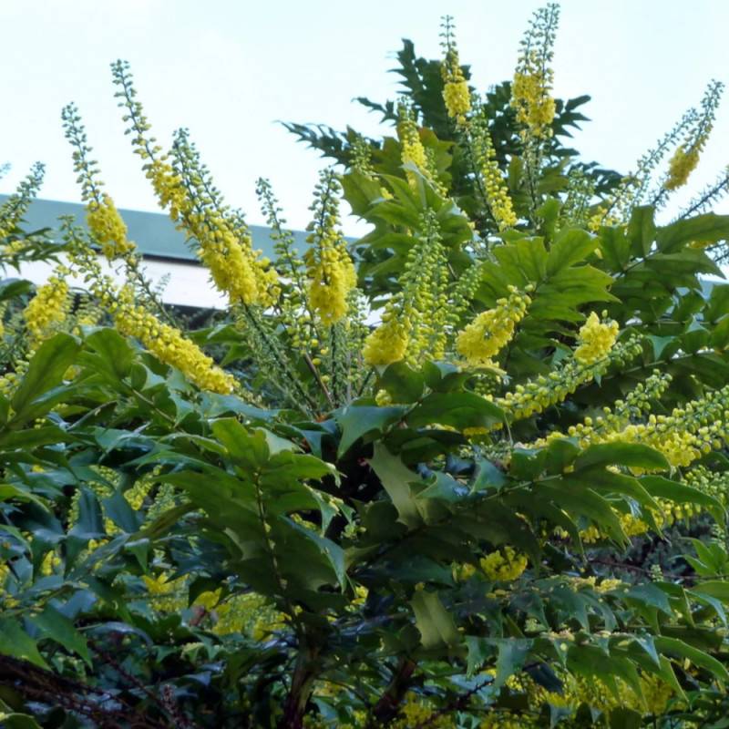 Mahonia Charity à fleurs Jaune - feuillage Persistant - Pot de 3L - 20/40 cm-  hauteur à maturité De 1,50 m à 2,00 m - Imagen 10
