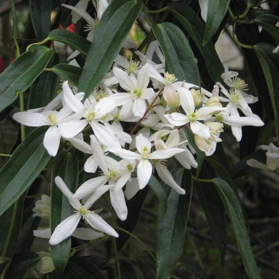 Promesse de Fleurs - Clématite - Clematis armandii Pot de 4L/5L, Palissé