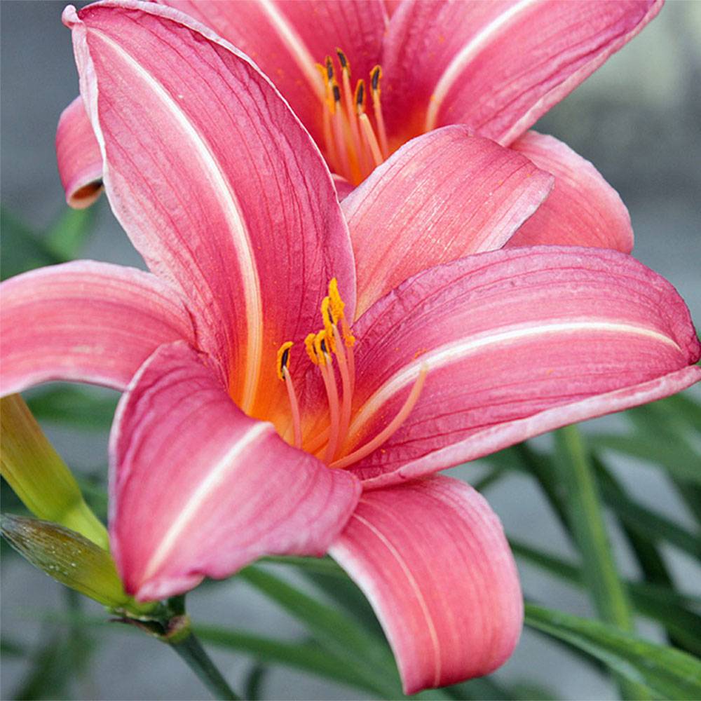Hémérocalle Neyron Rose - Lis d'un jour rose framboise vif à médiane blanche. Godet de 8/9 cm