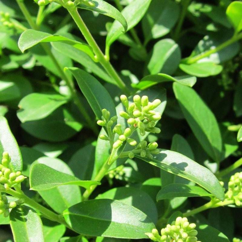 Troène commun, Ligustrum à fleurs Blanche - feuillage Caduc - Pot de 4L - 40/60 cm-  hauteur à maturité De 1,50 m à 2,00 m - Imagen 1
