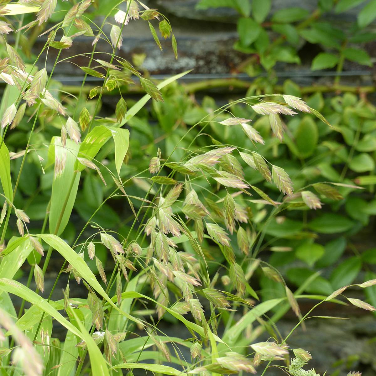Graines de Chasmanthium latifolium - Avoine sauvage le sachet de 35 graines environ