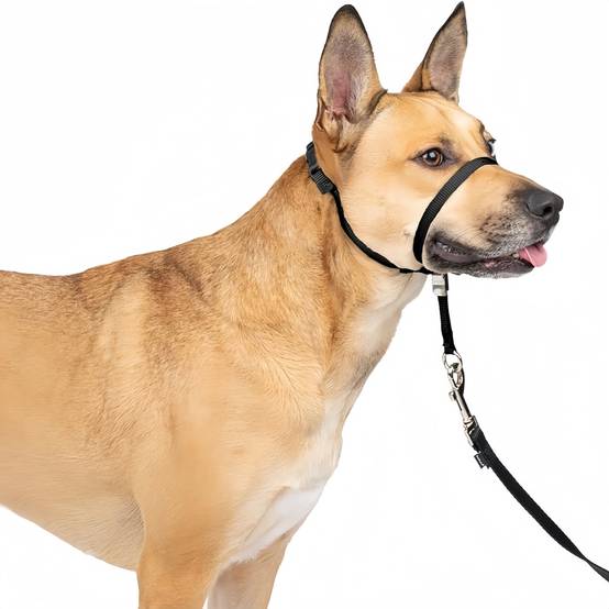 IntiMeg - Collier pour Chien avec Boucle - Noir - Taille M - IntiMeg - Image 1