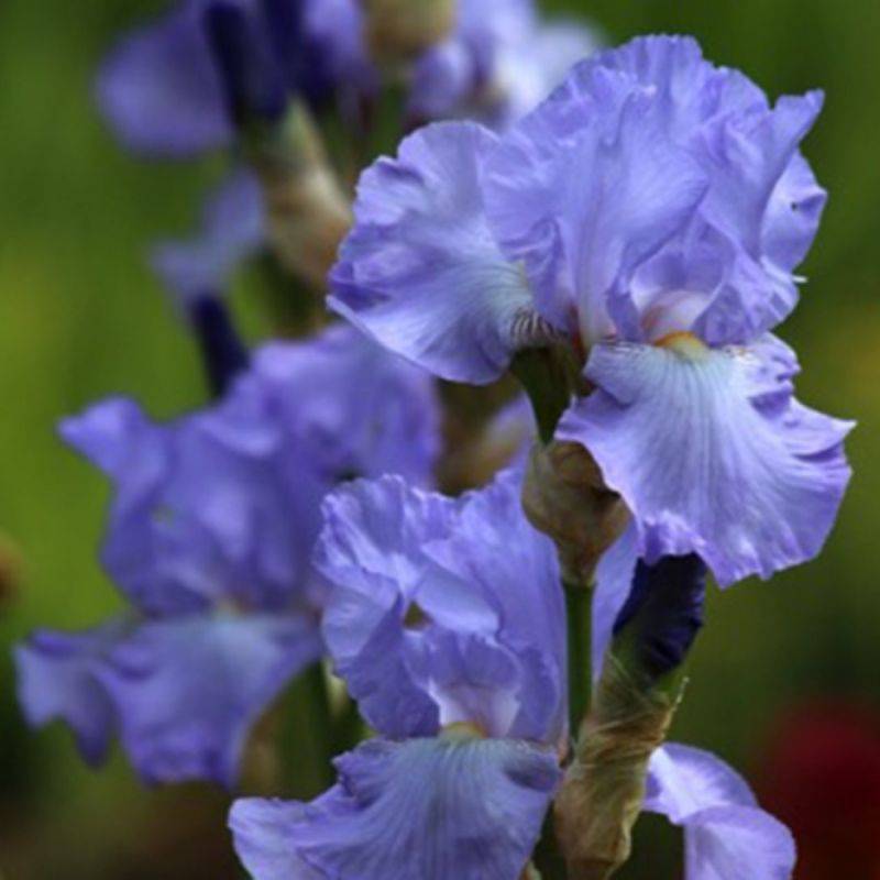 3 Iris Saphir - Lot de 3 vivaces - Pépinières Naudet - Imagen 1