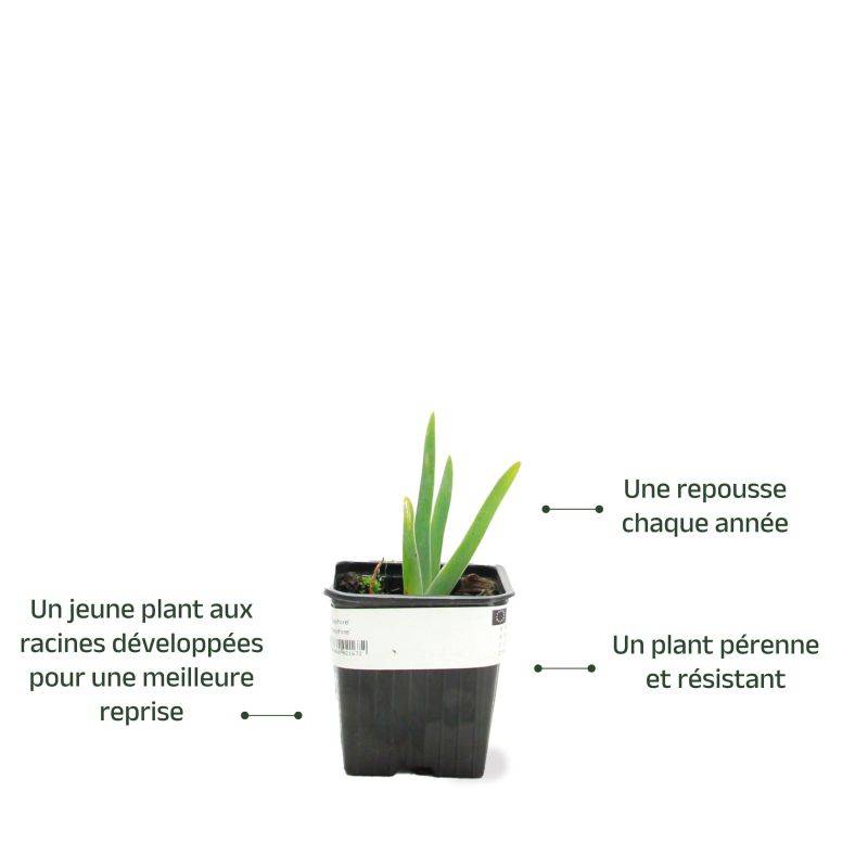 3 Iris Saphir - Lot de 3 vivaces - Pépinières Naudet - Imagen 3