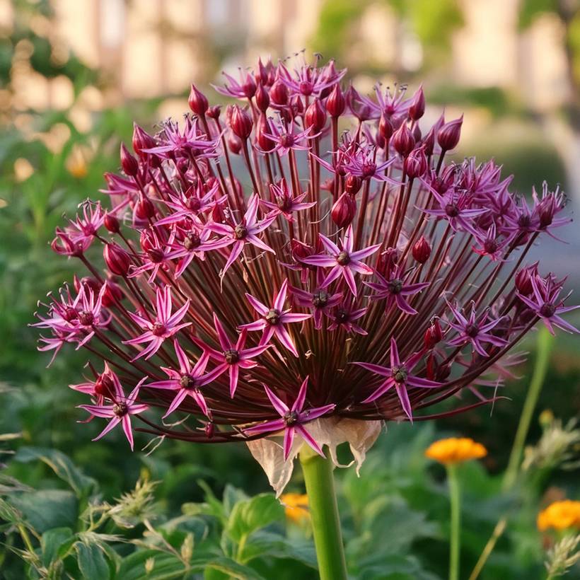 Promesse de Fleurs - Ail d'ornement - Allium Magic Bulbe calibre 10+ (par 10)