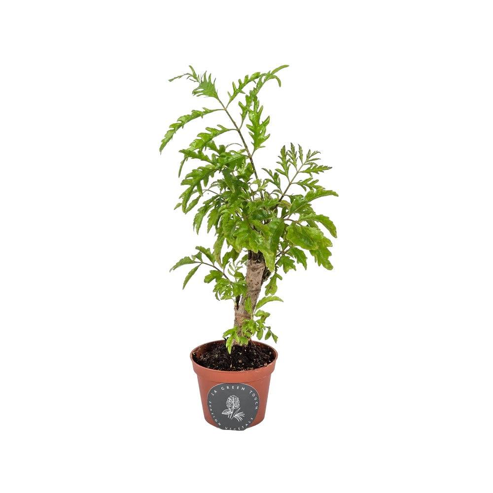 Mini Polyscias 17cm - Plante d'intérieur- La Green Touch